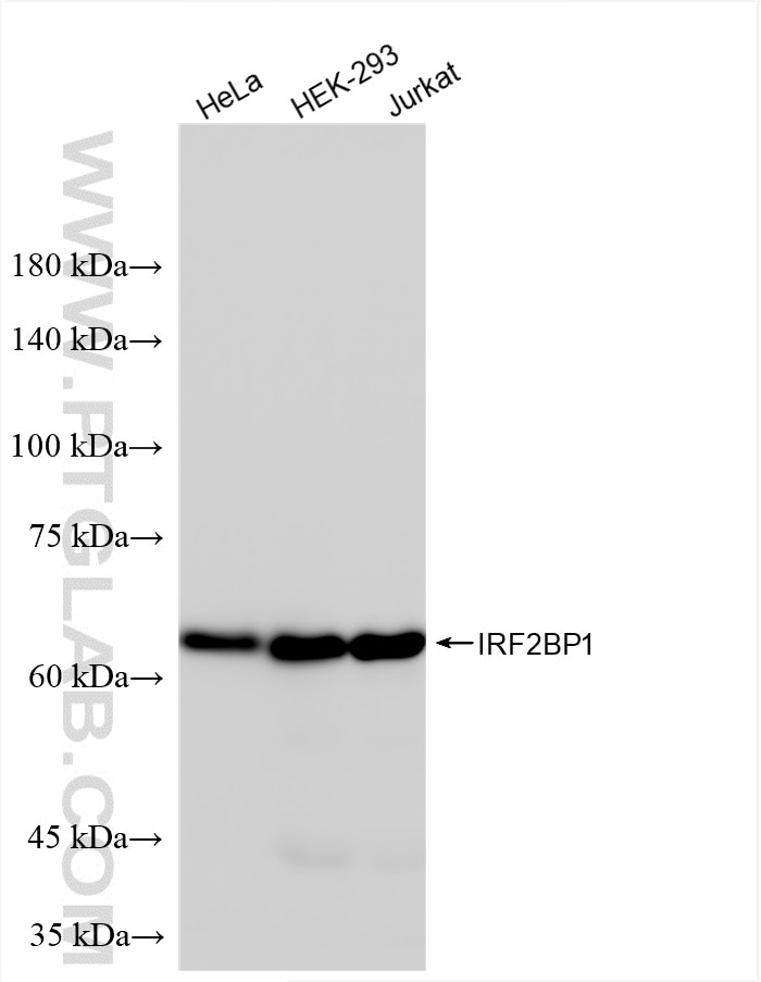 Western Blot (WB) analysis of various lysates using IRF2BP1 Recombinant antibody (86048-1-RR)