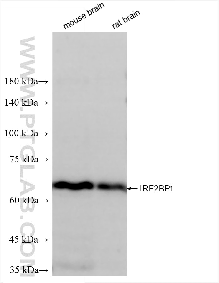 IRF2BP1