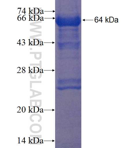 IRF2BP1 fusion protein Ag4596 SDS-PAGE