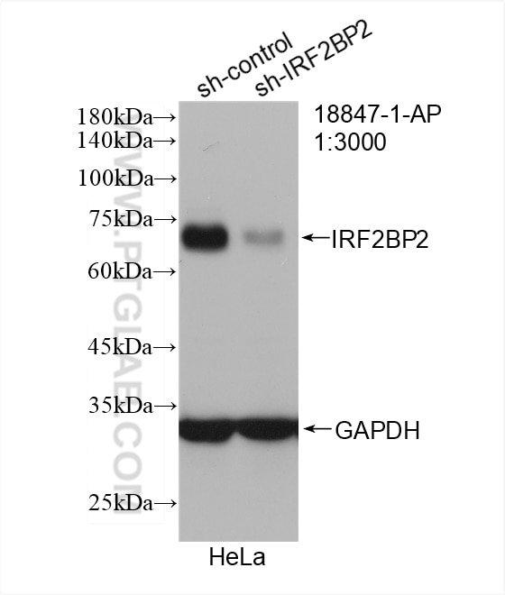 Western Blot (WB) analysis of HeLa cells using IRF2BP2 Polyclonal antibody (18847-1-AP)