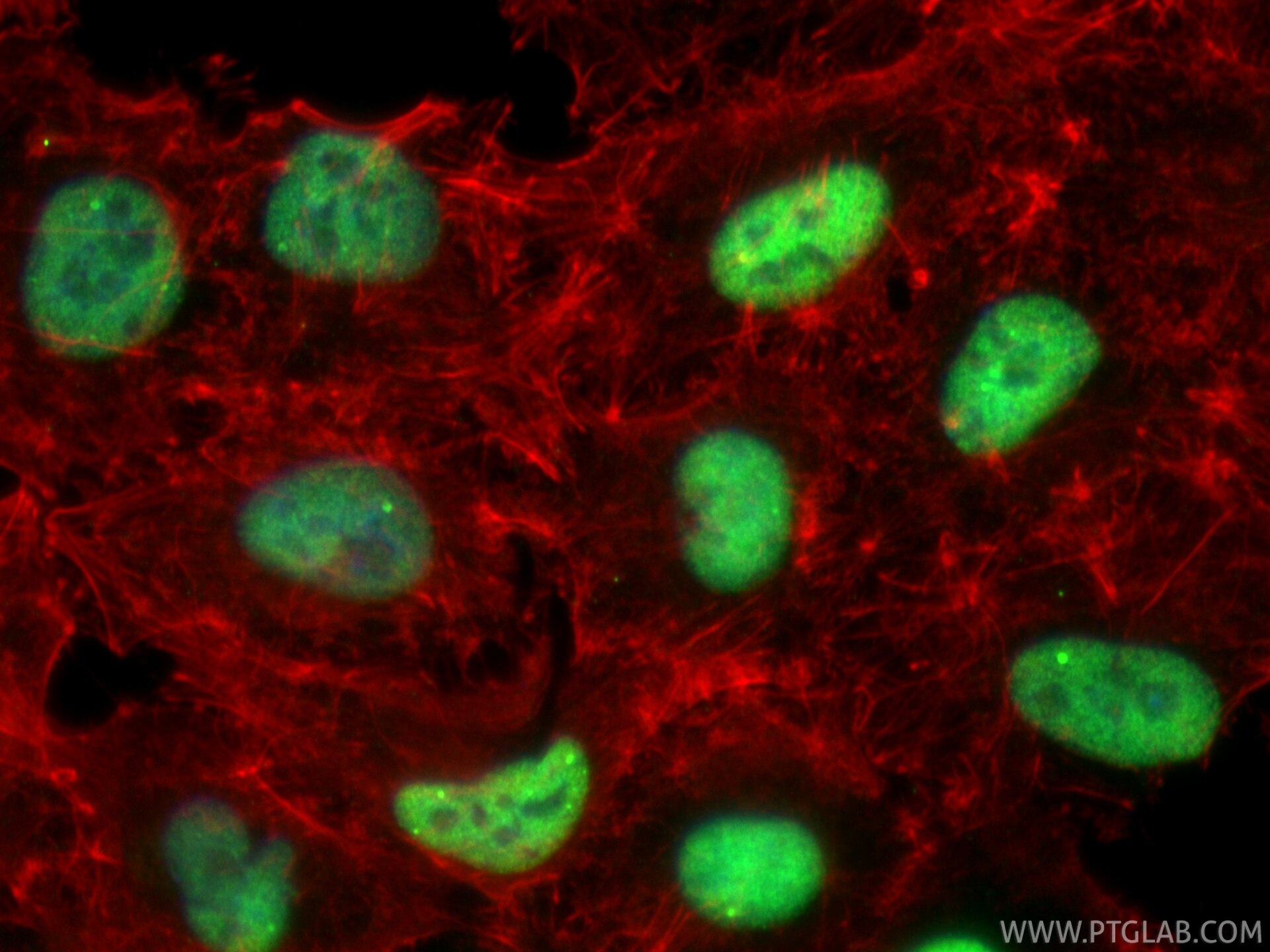IF Staining of A549 using 61030-1-Ig Immunofluorescence (IF) / fluorescent staining of A549 cells using IRF2BP2 Monoclonal antibody (61030-1-Ig)