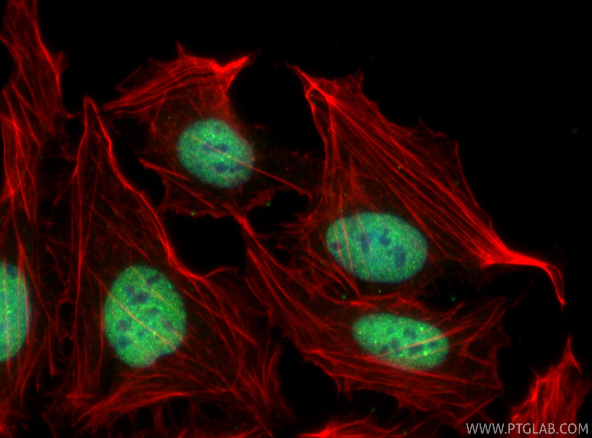 IF Staining of U2OS using 61030-1-Ig Immunofluorescence (IF) / fluorescent staining of U2OS cells using IRF2BP2 Monoclonal antibody (61030-1-Ig)