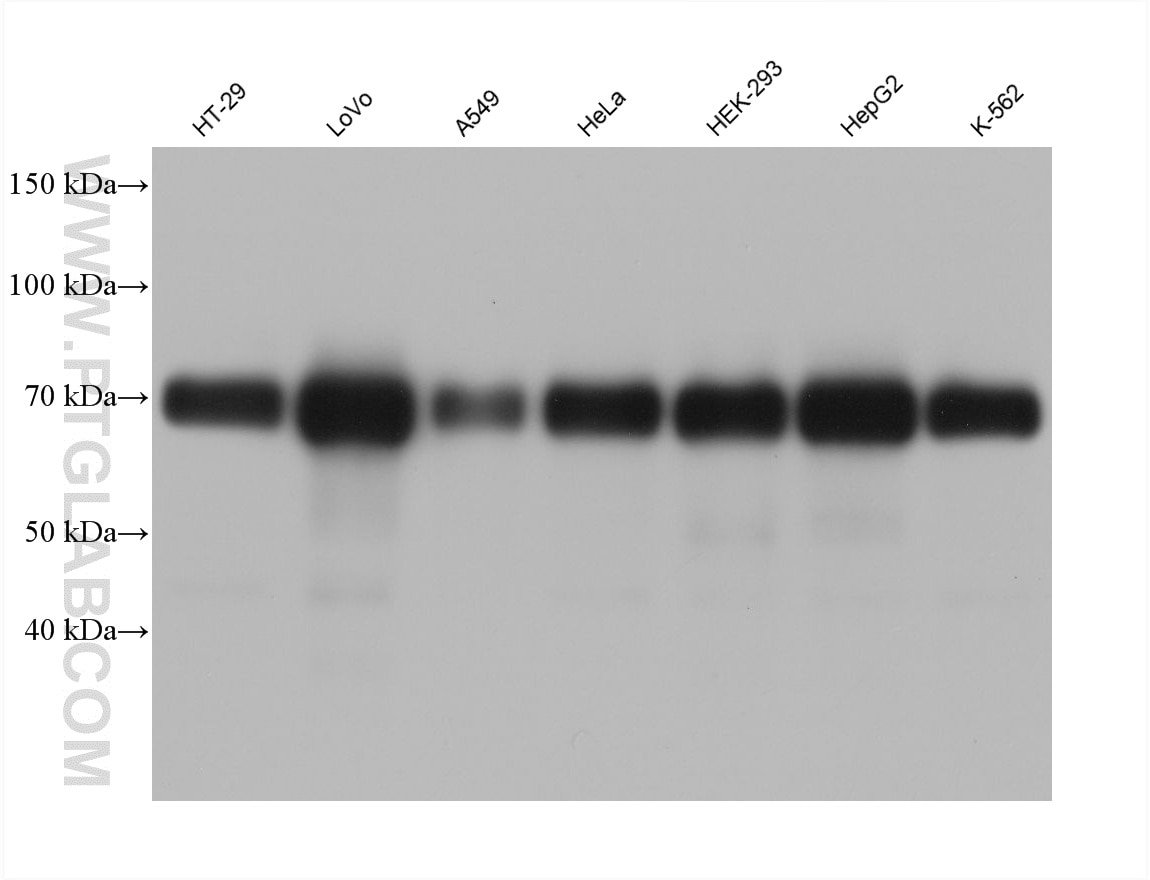 WB analysis using 61030-1-Ig Western Blot (WB) analysis of various lysates using IRF2BP2 Monoclonal antibody (61030-1-Ig)