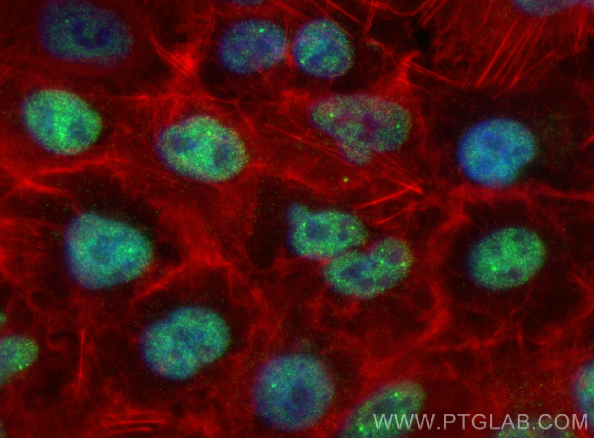 Immunofluorescent analysis of (4% PFA) fixed A549 cells using IRF2BP2 antibody (84750-1-RR, Clone: 241949E3 ) at dilution of 1:1000 and CoraLite®488-Conjugated Goat Anti-Rabbit IgG(H+L) (SA00013-2), CL594-Phalloidin (red). Immunofluorescence (IF) / fluorescent staining of A549 cells using IRF2BP2 Recombinant antibody (84750-1-RR)