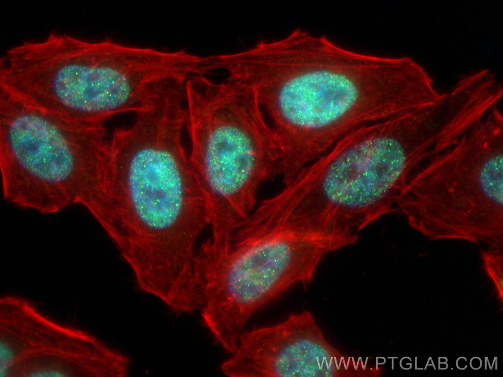 Immunofluorescent analysis of (4% PFA) fixed HepG2 cells using IRF2BP2 antibody (84750-1-RR, Clone: 241949E3 ) at dilution of 1:1000 and CoraLite®488-Conjugated Goat Anti-Rabbit IgG(H+L) (SA00013-2), CL594-Phalloidin (red). Immunofluorescence (IF) / fluorescent staining of HepG2 cells using IRF2BP2 Recombinant antibody (84750-1-RR)