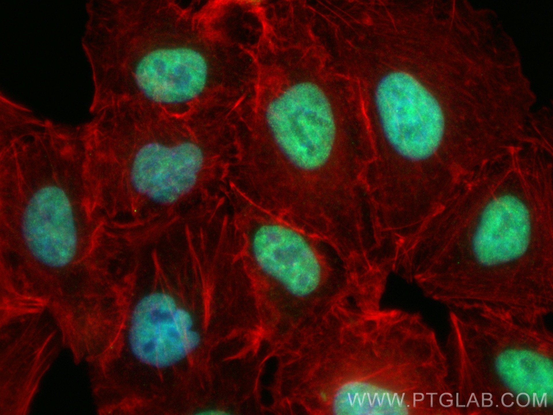 Immunofluorescent analysis of (4% PFA) fixed A549 cells using CoraLite® Plus 488 IRF2BP2 antibody (CL488-84750, Clone: 241949E3 ) at dilution of 1:200, CL594-Phalloidin (red). Immunofluorescence (IF) / fluorescent staining of A549 cells using CoraLite® Plus 488-conjugated IRF2BP2 Recombinant (CL488-84750)