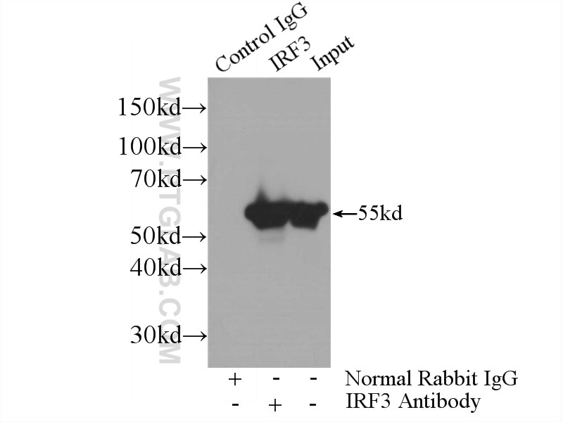 Immunoprecipitation (IP) experiment of Jurkat cells using IRF3 Polyclonal antibody (11312-1-AP)