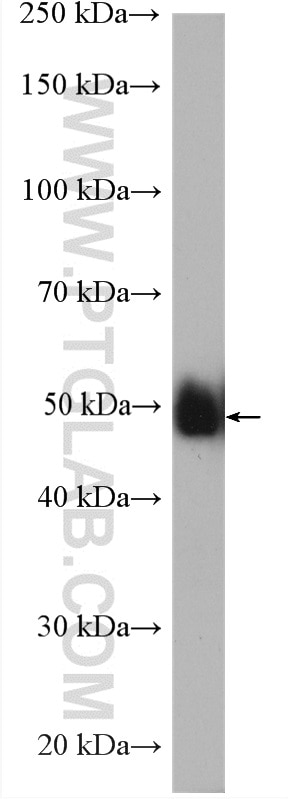 Western Blot (WB) analysis of HeLa cells using IRF3 Polyclonal antibody (11312-1-AP)