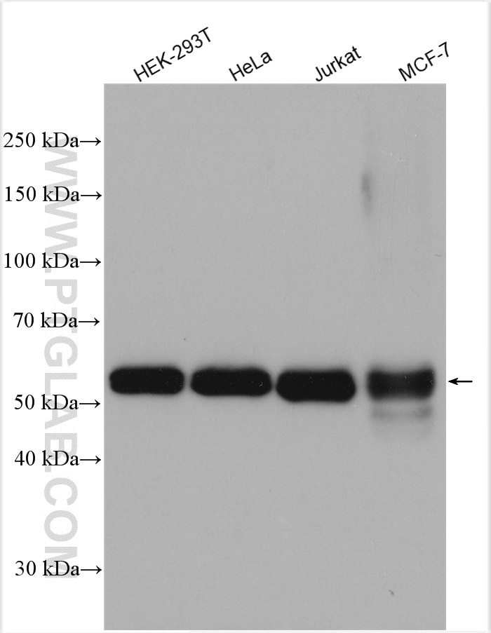 Western Blot (WB) analysis of various lysates using IRF3 Polyclonal antibody (11312-1-AP)