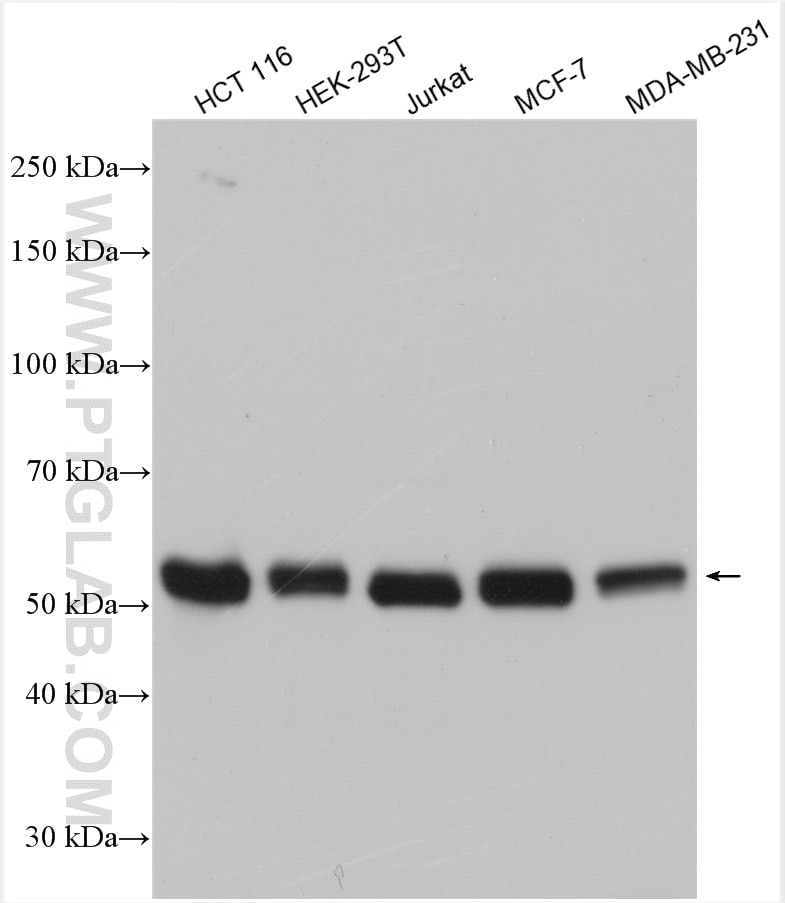 Western Blot (WB) analysis of various lysates using IRF3 Polyclonal antibody (11312-1-AP)