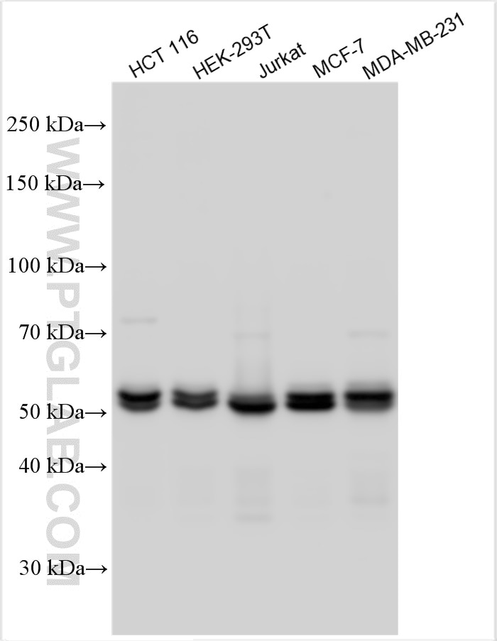 Western Blot (WB) analysis of various lysates using IRF3 Polyclonal antibody (11312-1-AP)