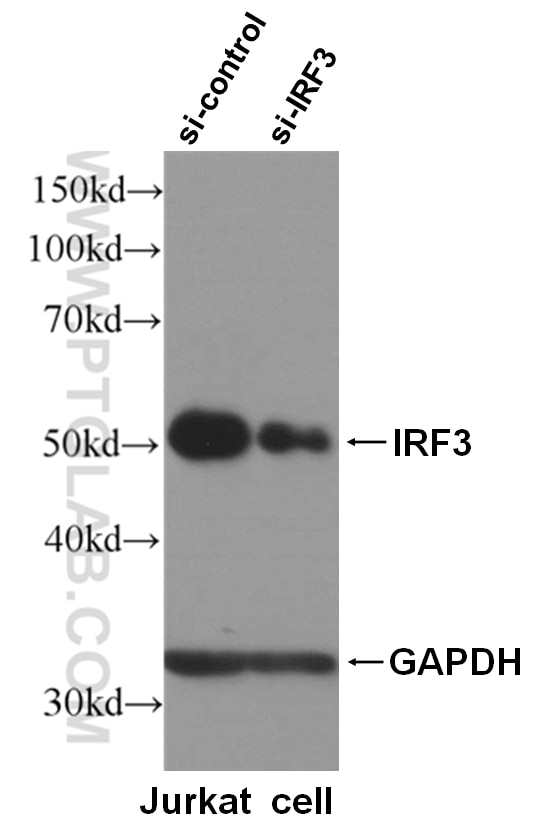 Western Blot (WB) analysis of Jurkat cells using IRF3 Polyclonal antibody (11312-1-AP)