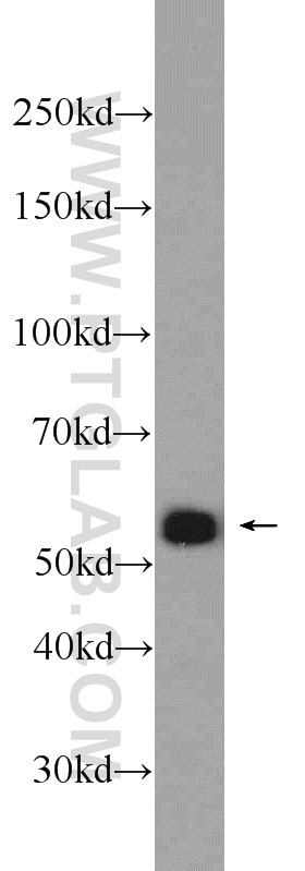 Western Blot (WB) analysis of U-937 cells using IRF3 Polyclonal antibody (11312-1-AP)