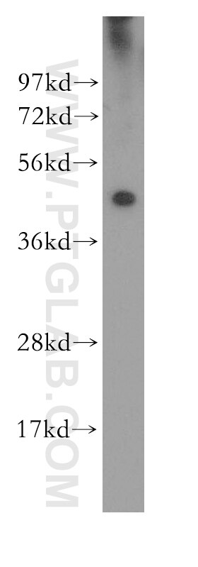 Western Blot (WB) analysis of human brain tissue using IRF3 Polyclonal antibody (11312-1-AP)