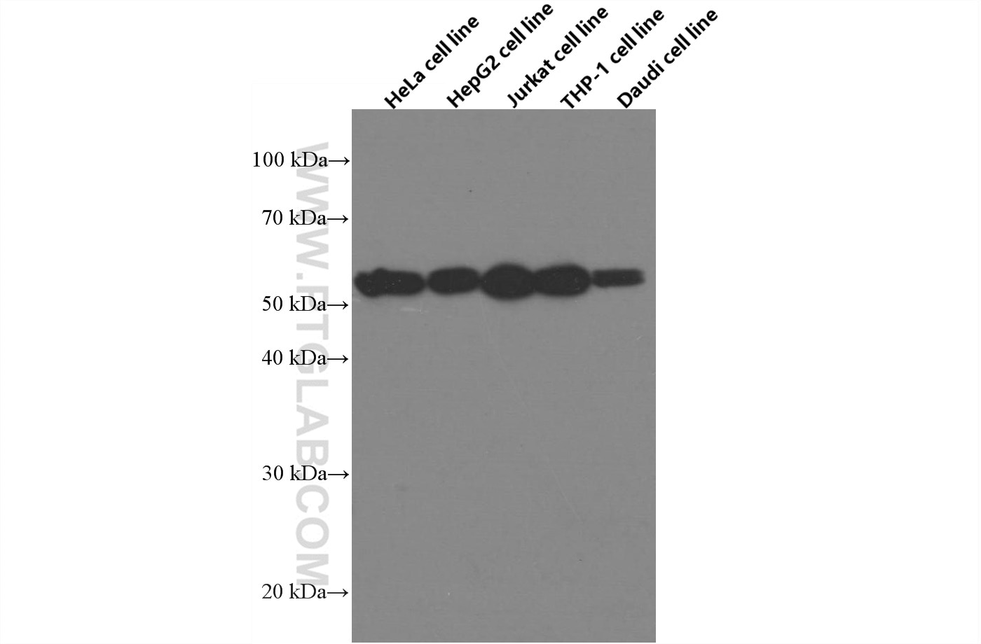 Western Blot (WB) analysis of various lysates using IRF3 Monoclonal antibody (66670-1-Ig)