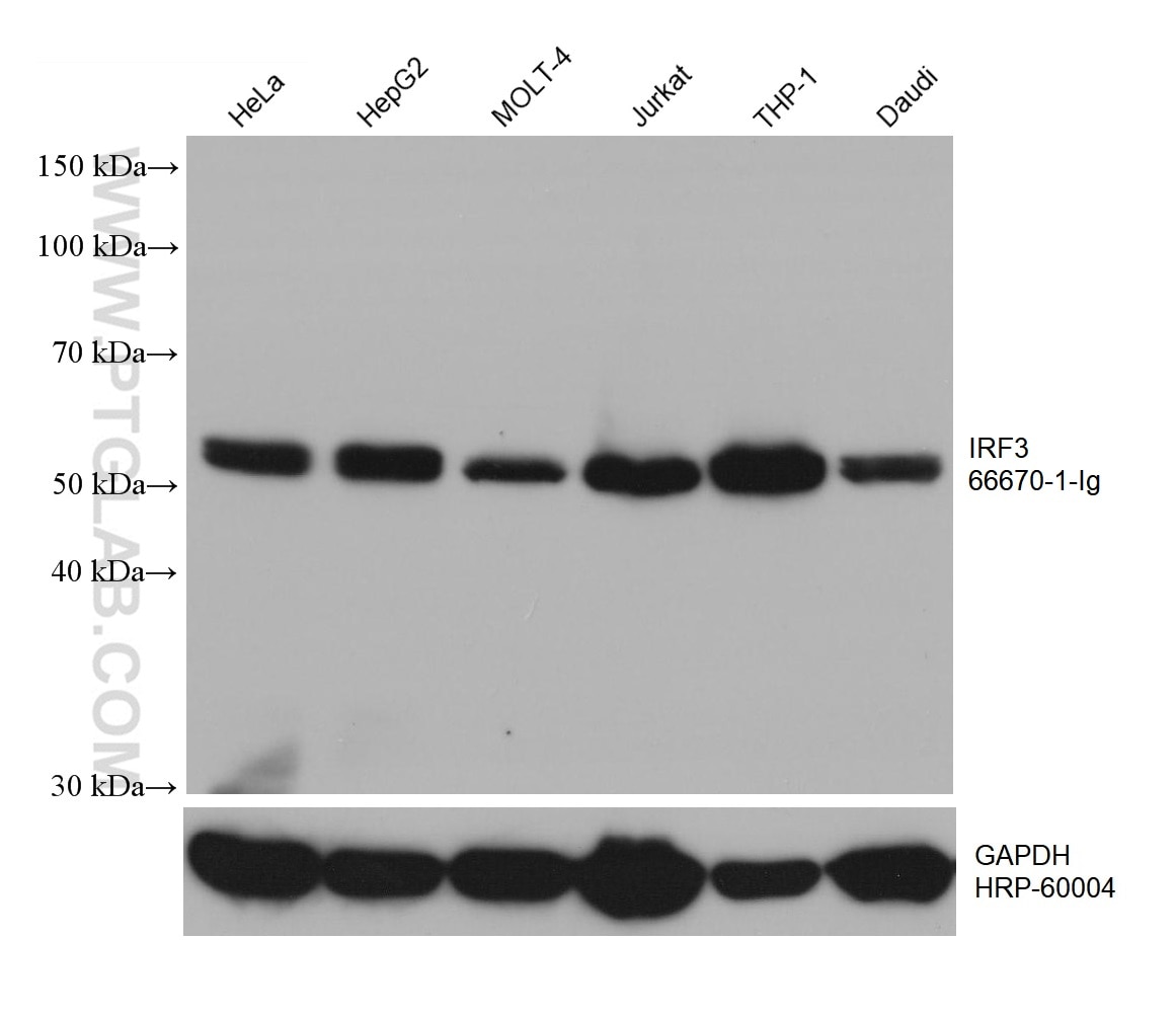 Western Blot (WB) analysis of various lysates using IRF3 Monoclonal antibody (66670-1-Ig)