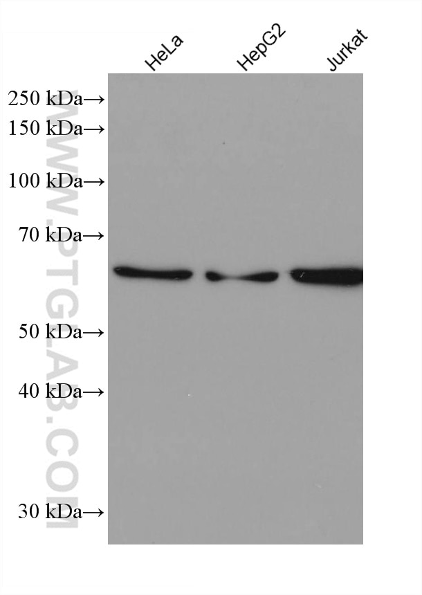 Western Blot (WB) analysis of various lysates using IRF3 Recombinant antibody (80519-1-RR)