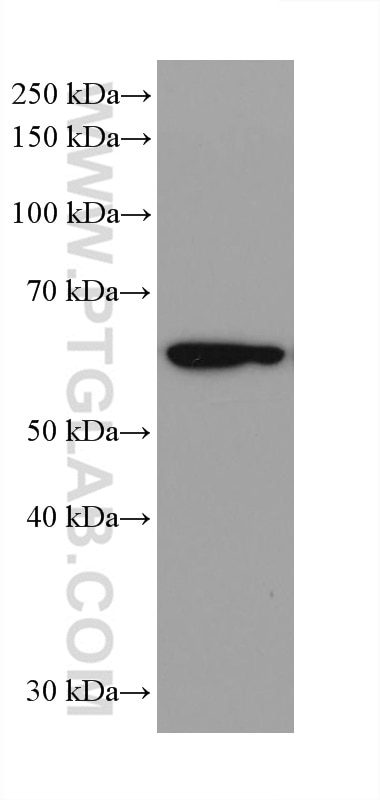 Western Blot (WB) analysis of THP-1 cells using IRF3 Recombinant antibody (80519-1-RR)