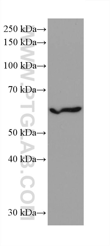 Western Blot (WB) analysis of HT-29 cells using IRF3 Recombinant antibody (80519-1-RR)