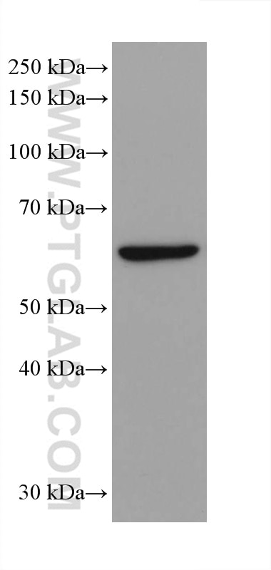 Western Blot (WB) analysis of RAW 264.7 cells using IRF3 Recombinant antibody (80519-1-RR)