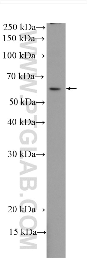 Western Blot (WB) analysis of zebrafish tissue using IRF3 Recombinant antibody (80519-1-RR)