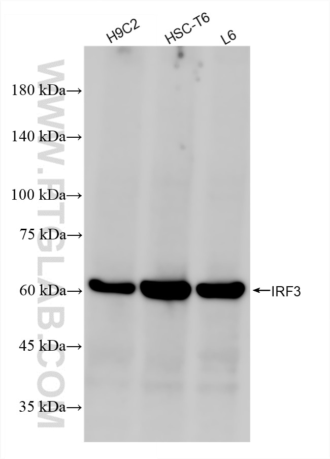 Western Blot (WB) analysis of various lysates using IRF3 Recombinant antibody (80519-1-RR)