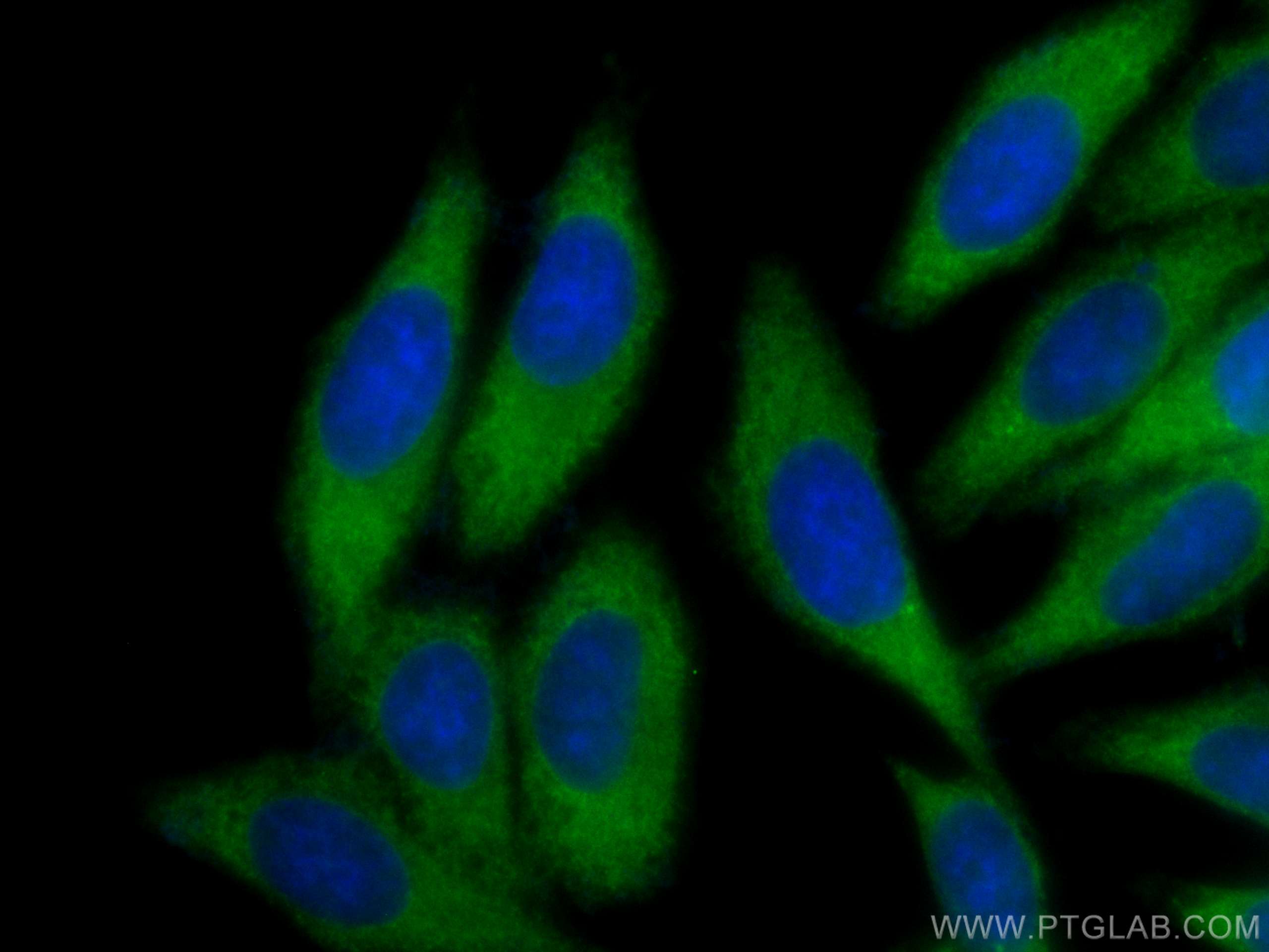 Immunofluorescence (IF) / fluorescent staining of HepG2 cells using CoraLite® Plus 488-conjugated IRF3 Polyclonal anti (CL488-11312)