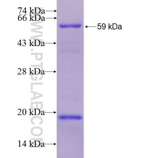 IRF3 fusion protein Ag27223 SDS-PAGE