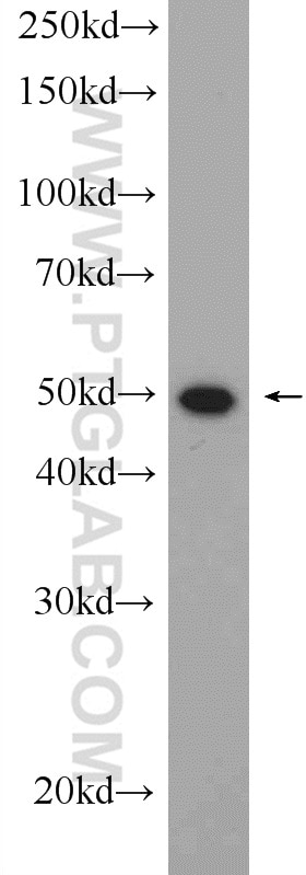 Western Blot (WB) analysis of mouse spleen tissue using MUM1/IRF4 Polyclonal antibody (11247-2-AP)