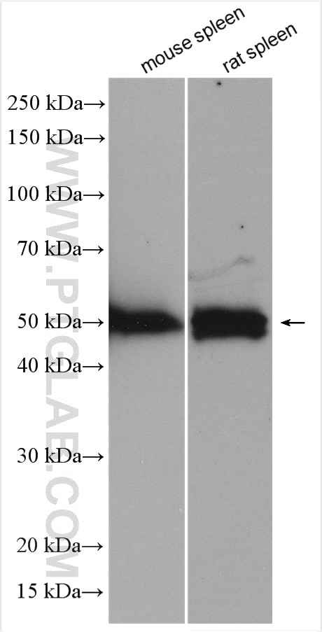 Western Blot (WB) analysis of various lysates using MUM1/IRF4 Polyclonal antibody (11247-2-AP)