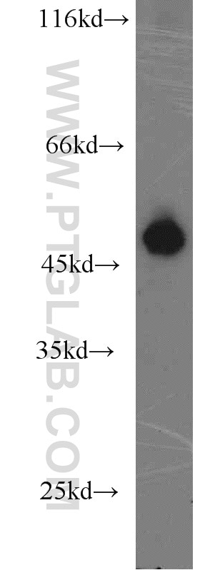 Western Blot (WB) analysis of mouse thymus tissue using MUM1/IRF4 Polyclonal antibody (11247-2-AP)