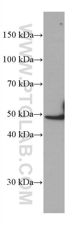 Western Blot (WB) analysis of human spleen tissue using IRF4 Monoclonal antibody (66451-1-Ig)