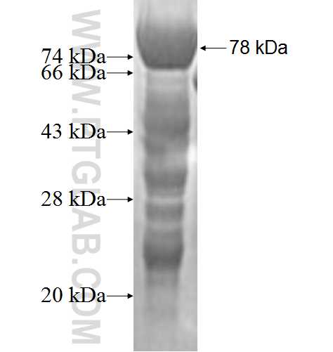 IRF4 fusion protein Ag1762 SDS-PAGE
