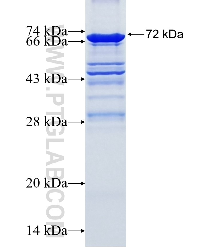 IRF4 fusion protein Ag1762 SDS-PAGE