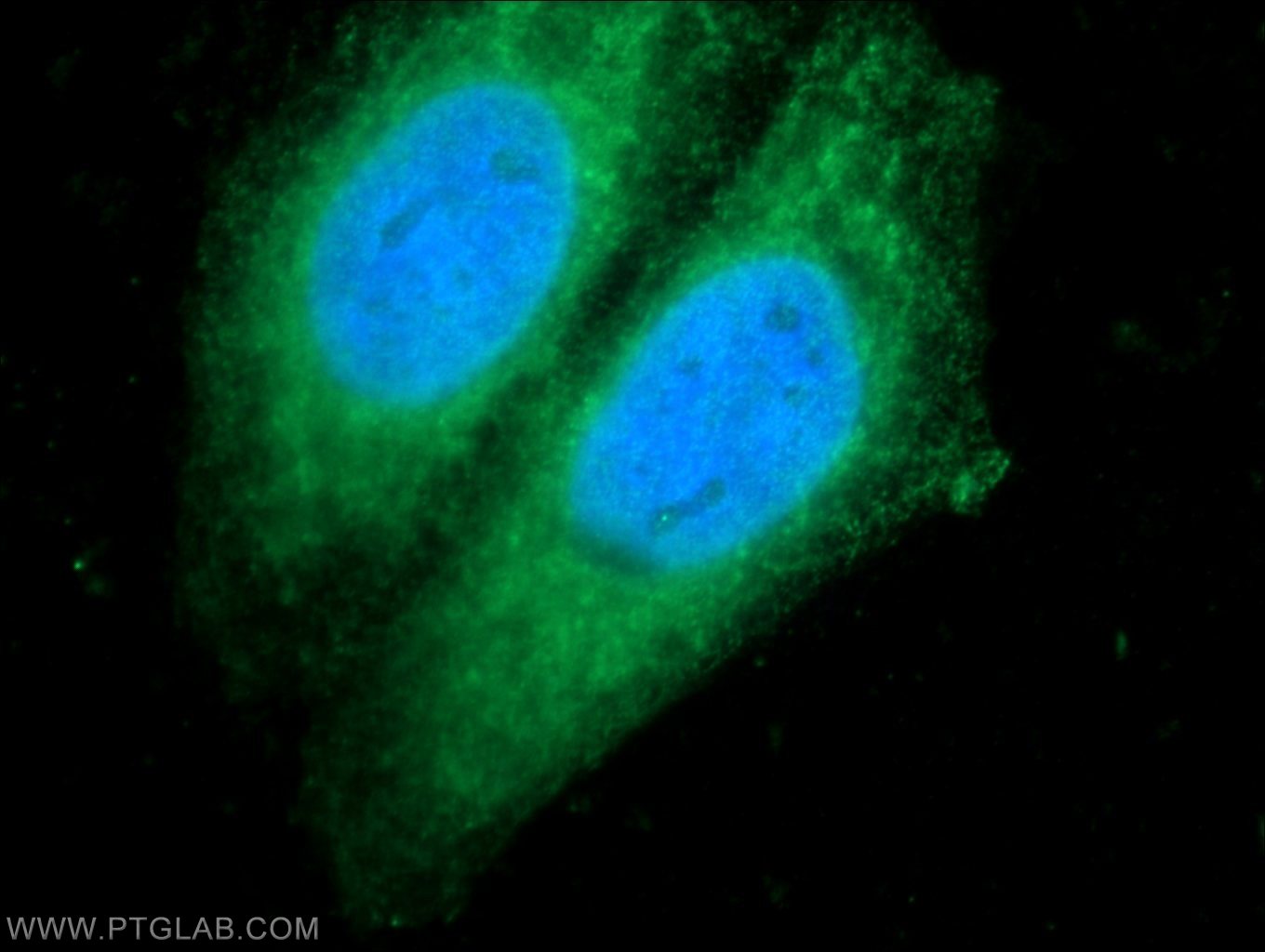 Immunofluorescence (IF) / fluorescent staining of HepG2 cells using IRF5 Polyclonal antibody (10547-1-AP)