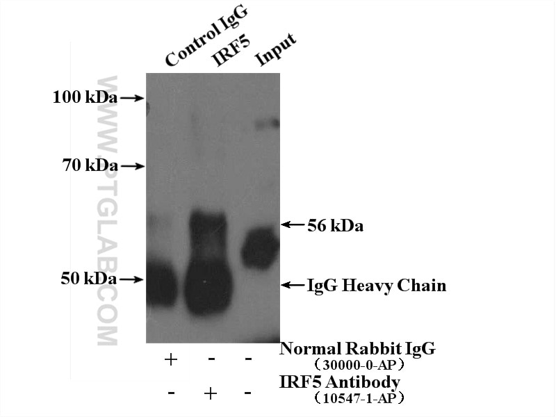 Immunoprecipitation (IP) experiment of HeLa cells using IRF5 Polyclonal antibody (10547-1-AP)