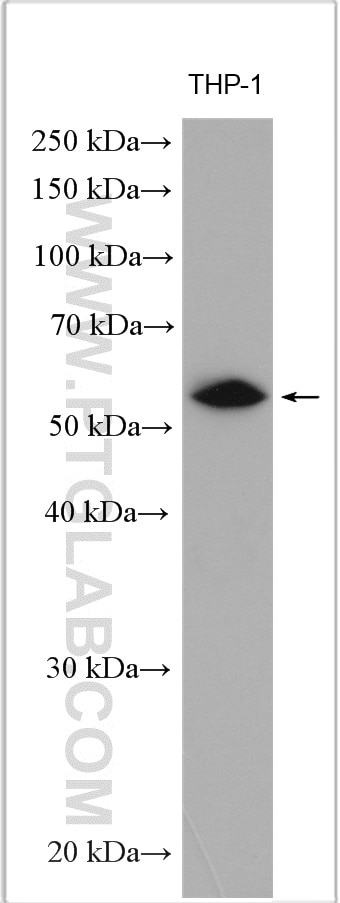 Western Blot (WB) analysis of various lysates using IRF5 Polyclonal antibody (10547-1-AP)