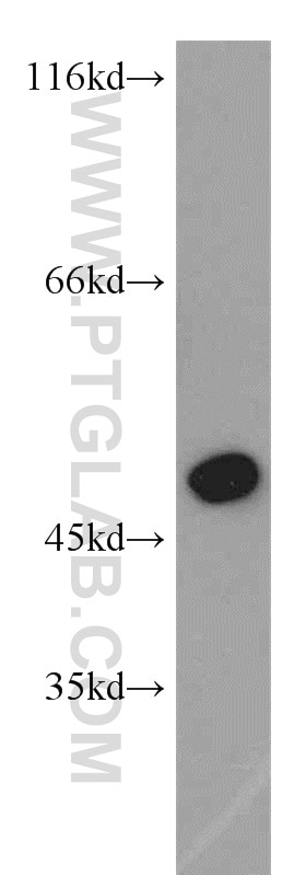 Western Blot (WB) analysis of SH-SY5Y cells using IRF5 Polyclonal antibody (10547-1-AP)