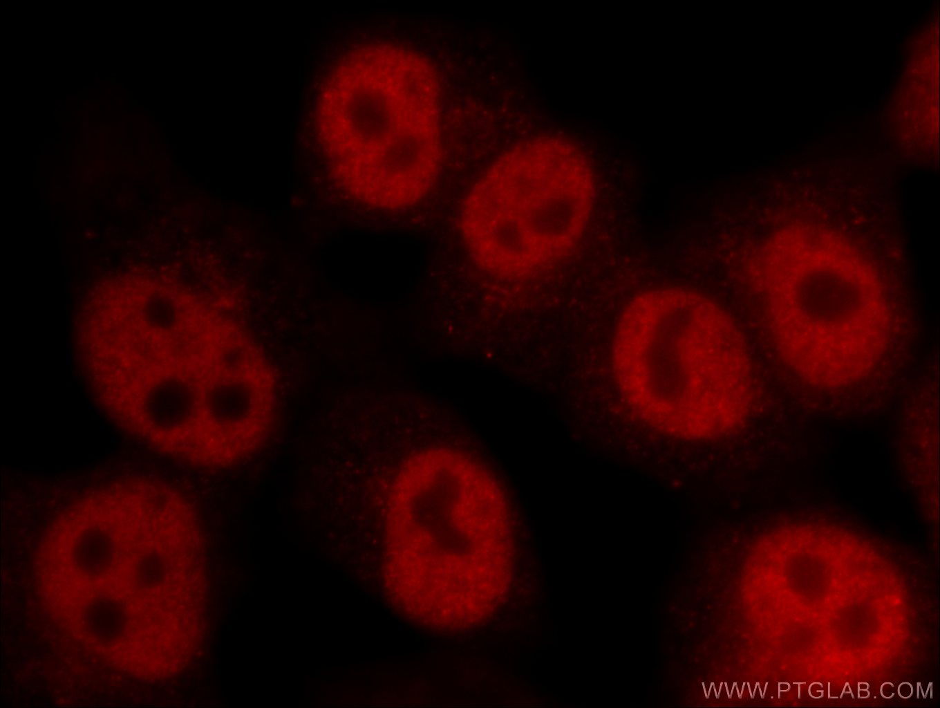Immunofluorescence (IF) / fluorescent staining of HepG2 cells using IRF5 Monoclonal antibody (60088-1-Ig)