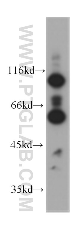 Western Blot (WB) analysis of HeLa cells using IRF5 Monoclonal antibody (60088-1-Ig)