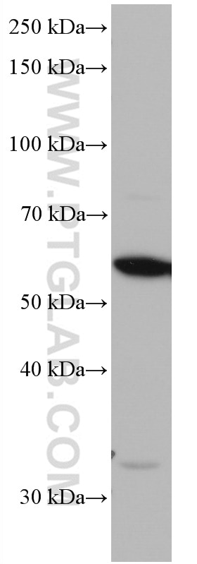 Western Blot (WB) analysis of HeLa cells using IRF5 Monoclonal antibody (66835-1-Ig)