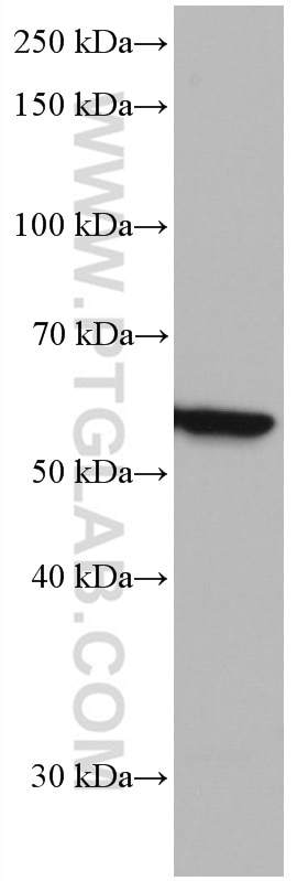 Western Blot (WB) analysis of A549 cells using IRF5 Monoclonal antibody (66835-1-Ig)