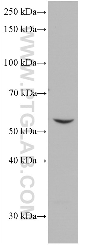 Western Blot (WB) analysis of THP-1 cells using IRF5 Monoclonal antibody (66835-1-Ig)