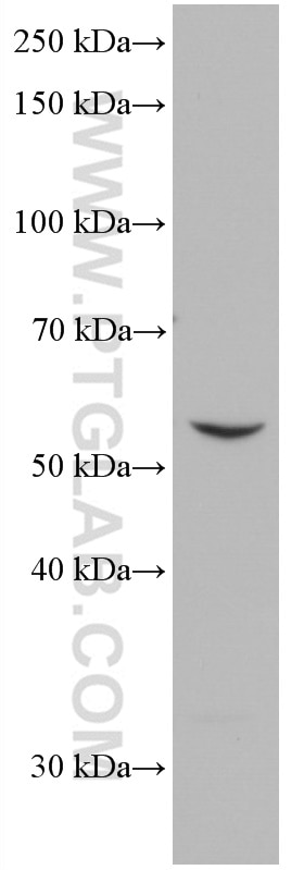 WB analysis of THP-1 using 66835-1-Ig