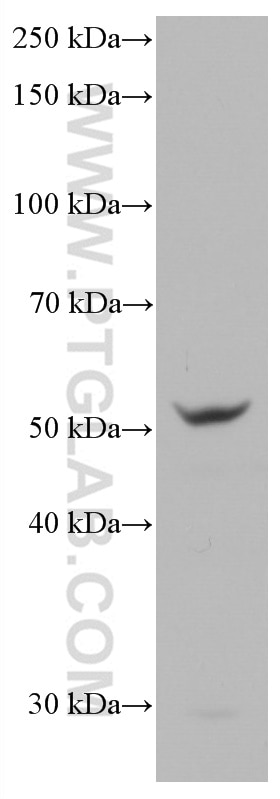 Western Blot (WB) analysis of RAW 264.7 cells using IRF5 Monoclonal antibody (66835-1-Ig)