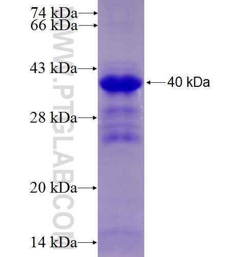 IRF5 fusion protein Ag5442 SDS-PAGE
