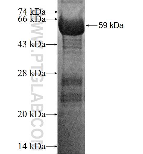 IRF6 fusion protein Ag3623 SDS-PAGE