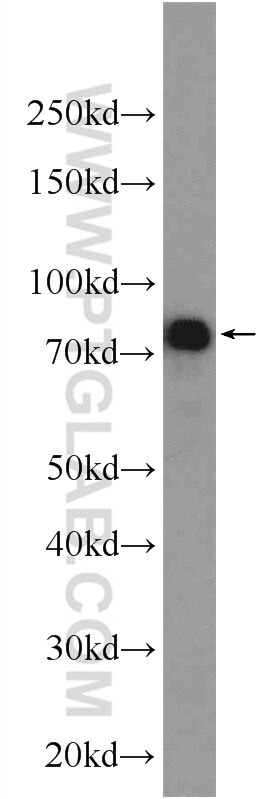 IRF7 Polyclonal antibody