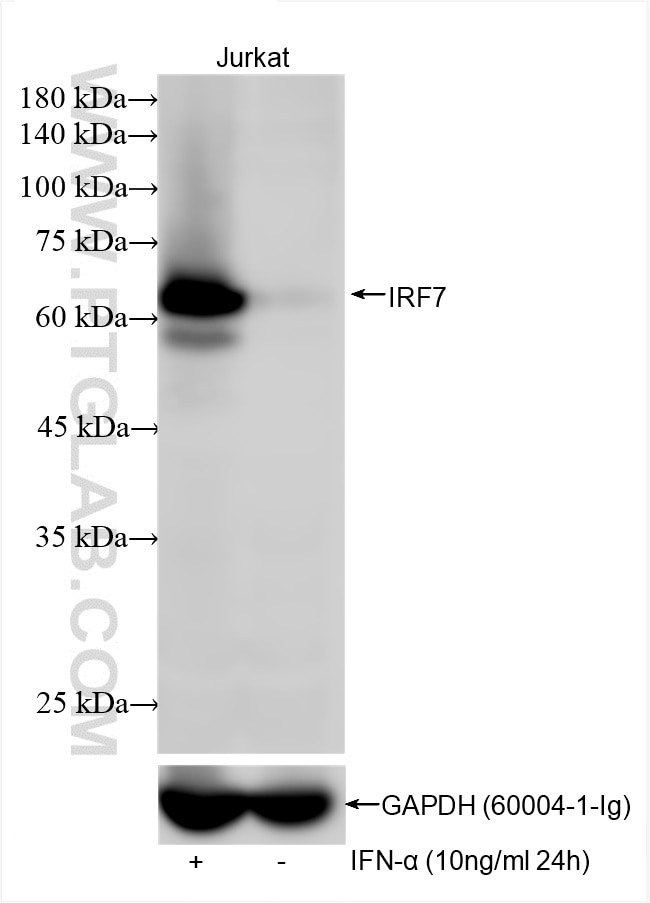 Western Blot (WB) analysis of various lysates using IRF7 Recombinant antibody (85072-5-RR)