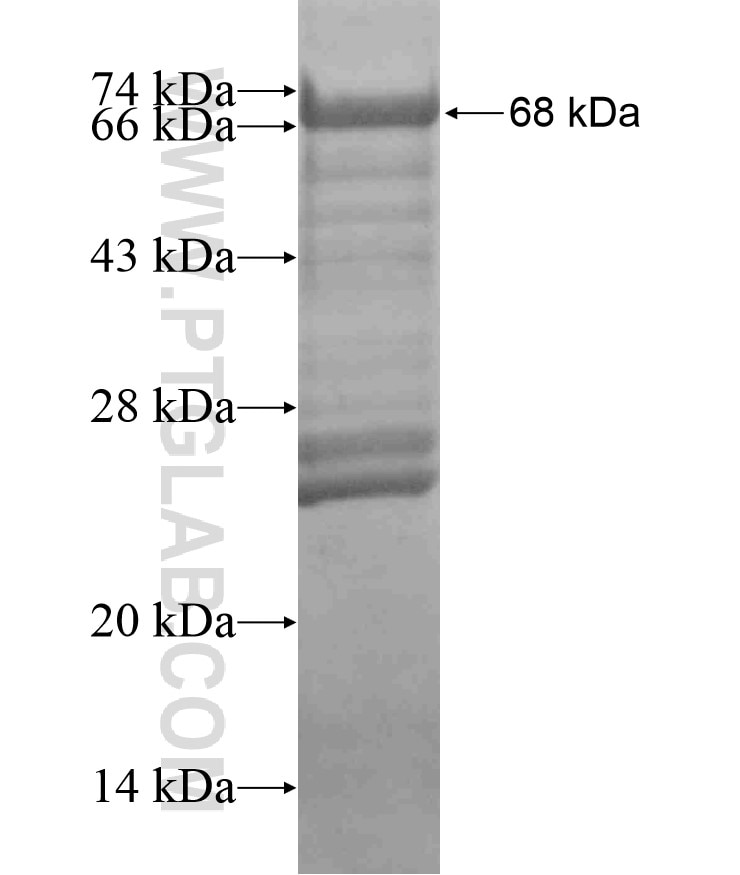IRF7 fusion protein Ag18059 SDS-PAGE